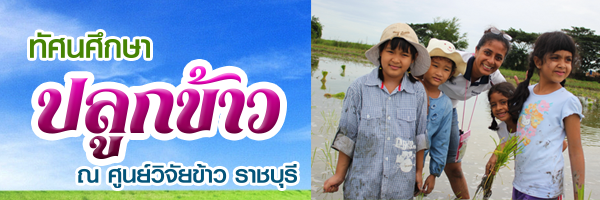 ปลูกข้าว